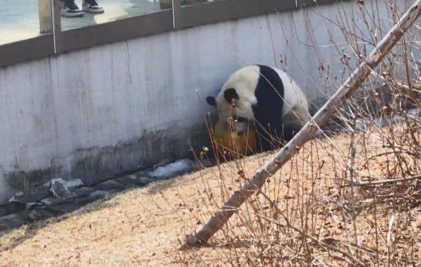 熊猫手机:女子去动物园看熊猫，发生的一幕却让她酸了：这谁能拒绝啊？